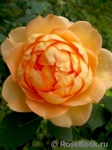Lady of Shalott Lady of Shalott