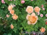 Lady of Shalott Lady of Shalott