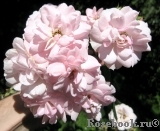 Bonica Bonica
