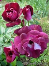 Burgundy Ice Burgundy Ice