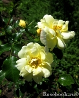 Sunny Rose Sunny Rose