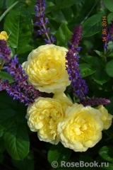 Golden Border Golden Border