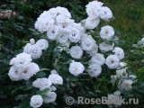 Aspirin Rose Aspirin Rose