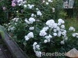 Aspirin Rose Aspirin Rose