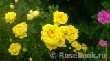 Persian Yellow Persian Yellow