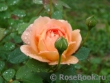 Lady of Shalott Lady of Shalott