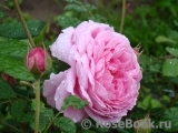 Alan Titchmarsh Alan Titchmarsh