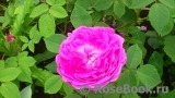 Reine des Violettes Reine des Violettes
