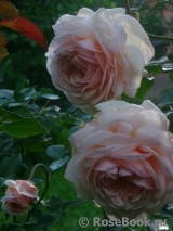 A Shropshire Lad A Shropshire Lad