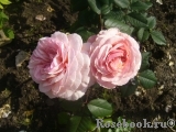 A Shropshire Lad A Shropshire Lad