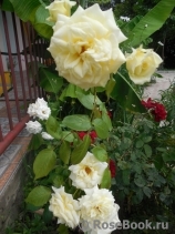 Elfe Elfe