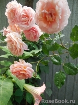 Abraham Darby