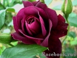 Burgundy Ice Burgundy Ice