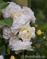 Ghislaine de Feligonde Ghislaine de Feligonde