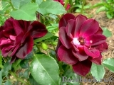 Burgundy Ice Burgundy Ice