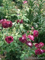 Burgundy Ice Burgundy Ice