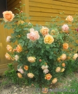 Lady of Shalott 