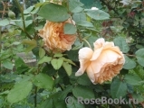 Crown Princess Margareta® Crown Princess Margareta®