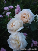 Crocus Rose® Crocus Rose®