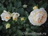 Crocus Rose® Crocus Rose®