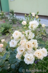 Rokoko Rokoko
