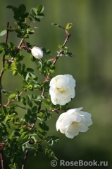 Double Scotch White Double Scotch White