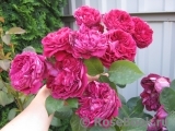 Falstaff® Falstaff®