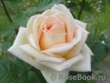 Madame Anisette ® Madame Anisette ®