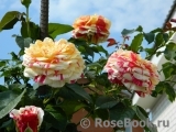 Vanille Fraise ® Vanille Fraise ®