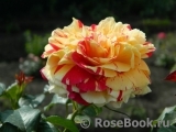 Vanille Fraise ® Vanille Fraise ®