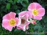 Pink Meidiland Pink Meidiland
