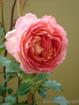 Jubilee Celebration® Jubilee Celebration®