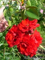 Amadeus Amadeus