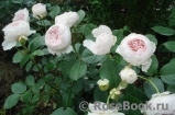 Herzogin Christiana ® Herzogin Christiana ®