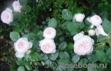 Herzogin Christiana ® Herzogin Christiana ®