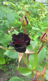 Black Baccara Black Baccara