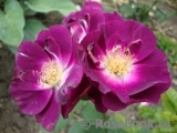 Purple Star ® Purple Star ®