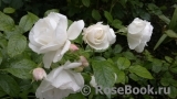 Aspirin Rose Aspirin Rose