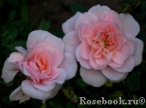 Gentle Cover 