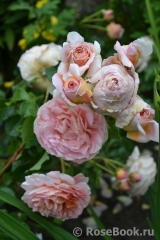Abraham Darby Abraham Darby