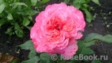 Augusta Luise Augusta Luise