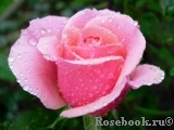 Poesie Poesie