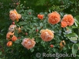 Lady of Shalott Lady of Shalott