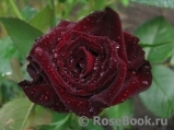 Black Baccara Black Baccara