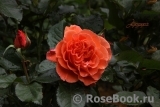 Tatton Tatton