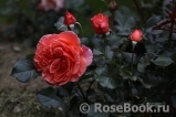 Tatton Tatton