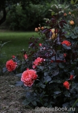 Tatton Tatton