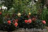 Tatton Tatton