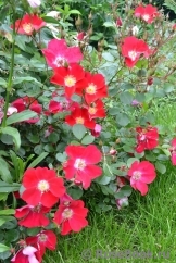 Candia Meillandecor Candia Meillandecor