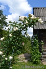 Schwanensee Schwanensee